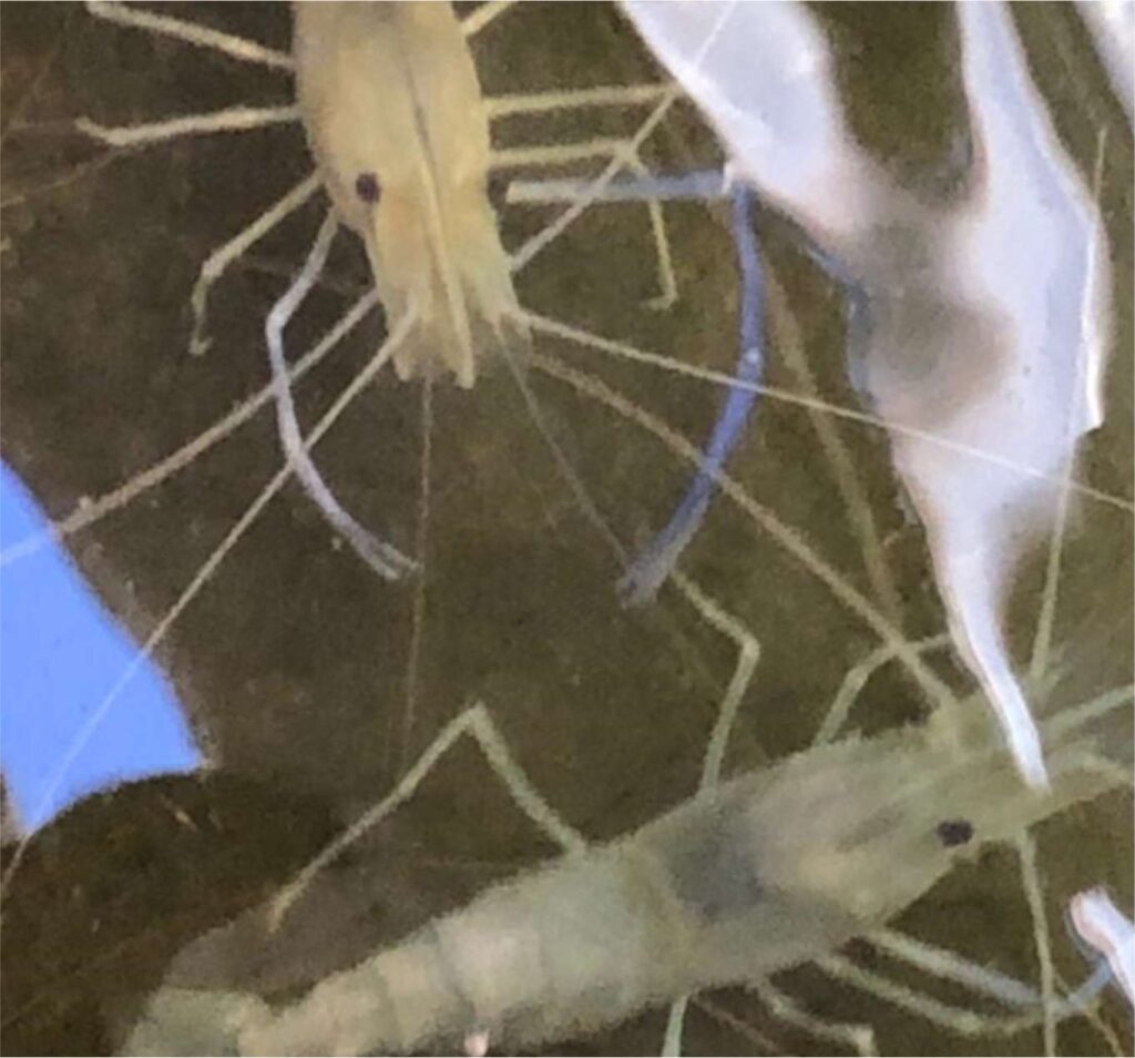 Cultivo del langostino Macrobrachuim rosenbegii en Latinoamérica con énfasis en la producción de solo hembras